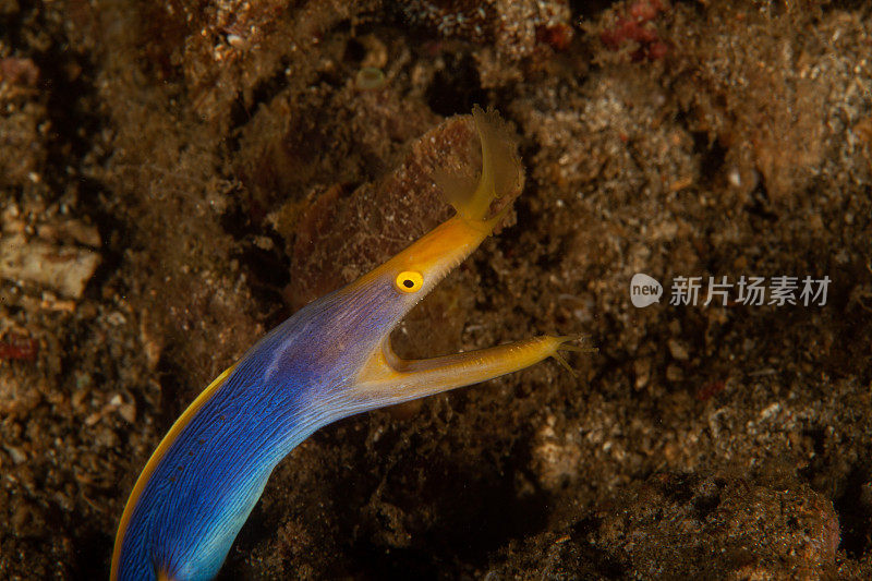 巨型马里鳗鱼(Gymnothorax javanicus)默里